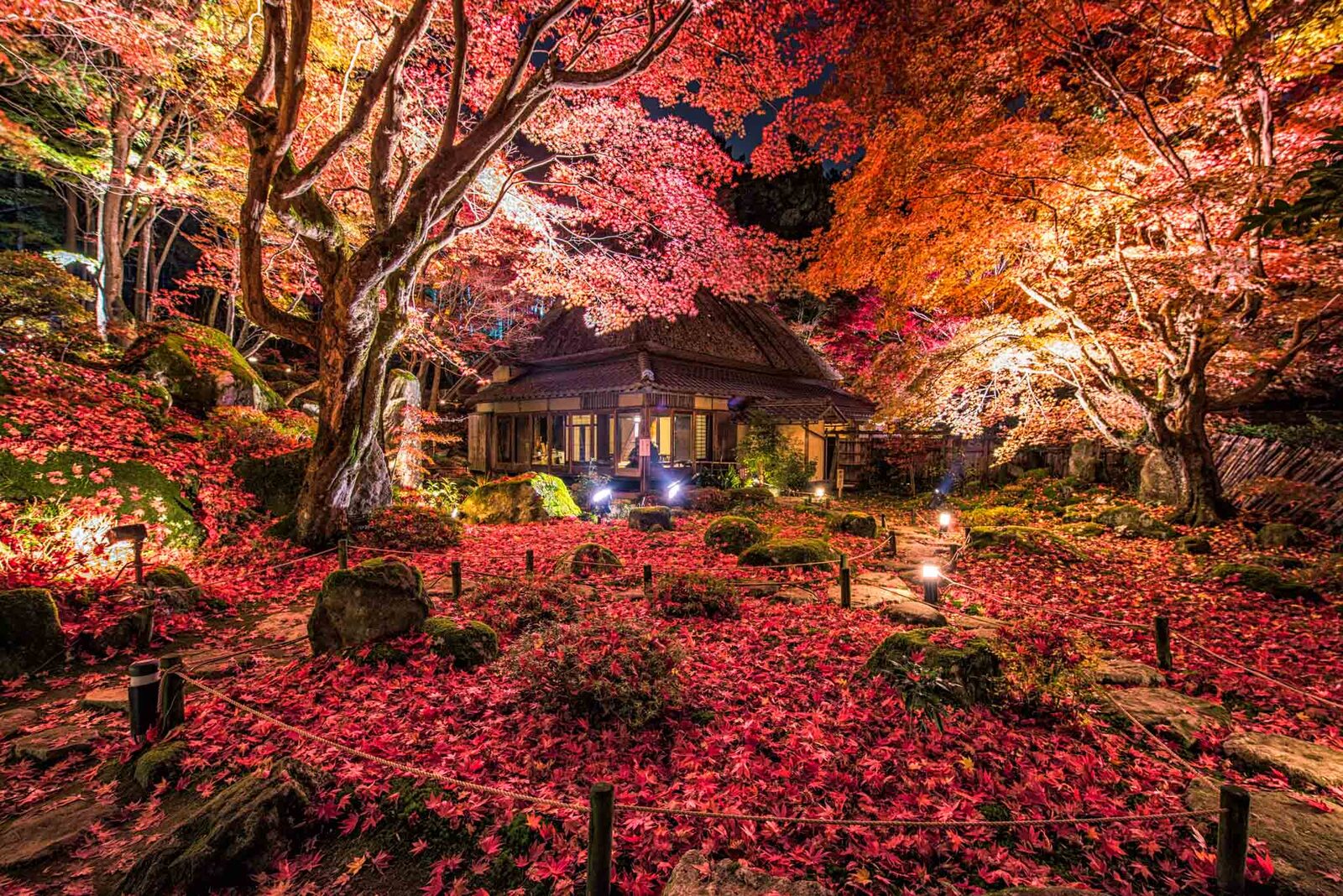 Autumn maples around a small hut