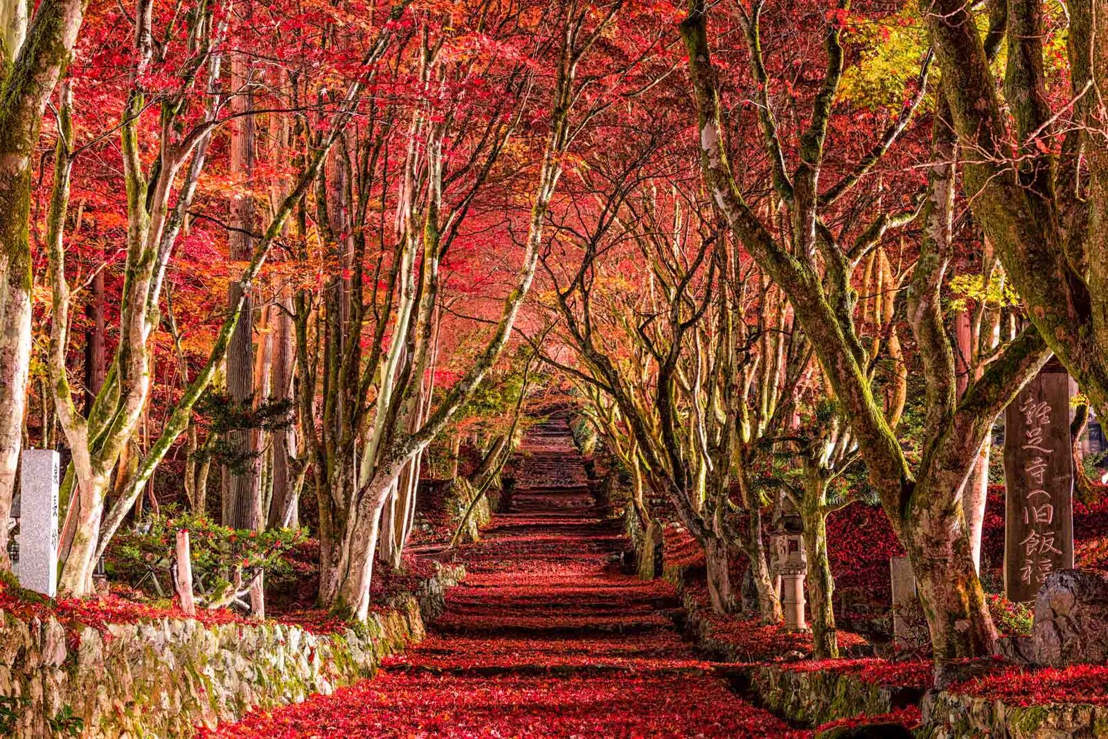 Red maple leaves over a temple path