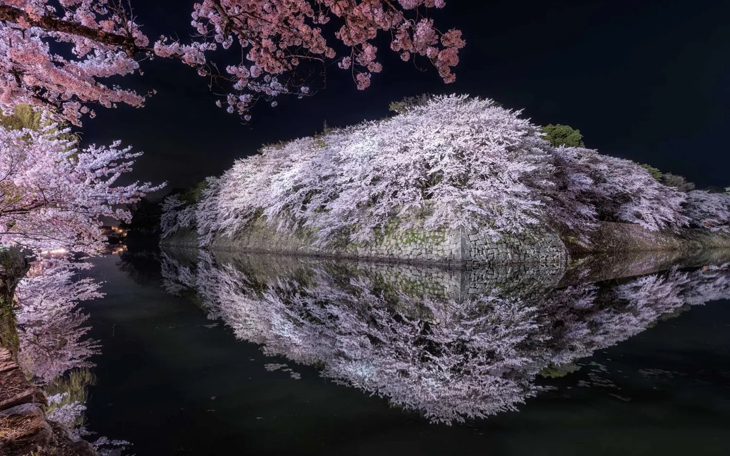 Cherry blossoms mirrored on dark water