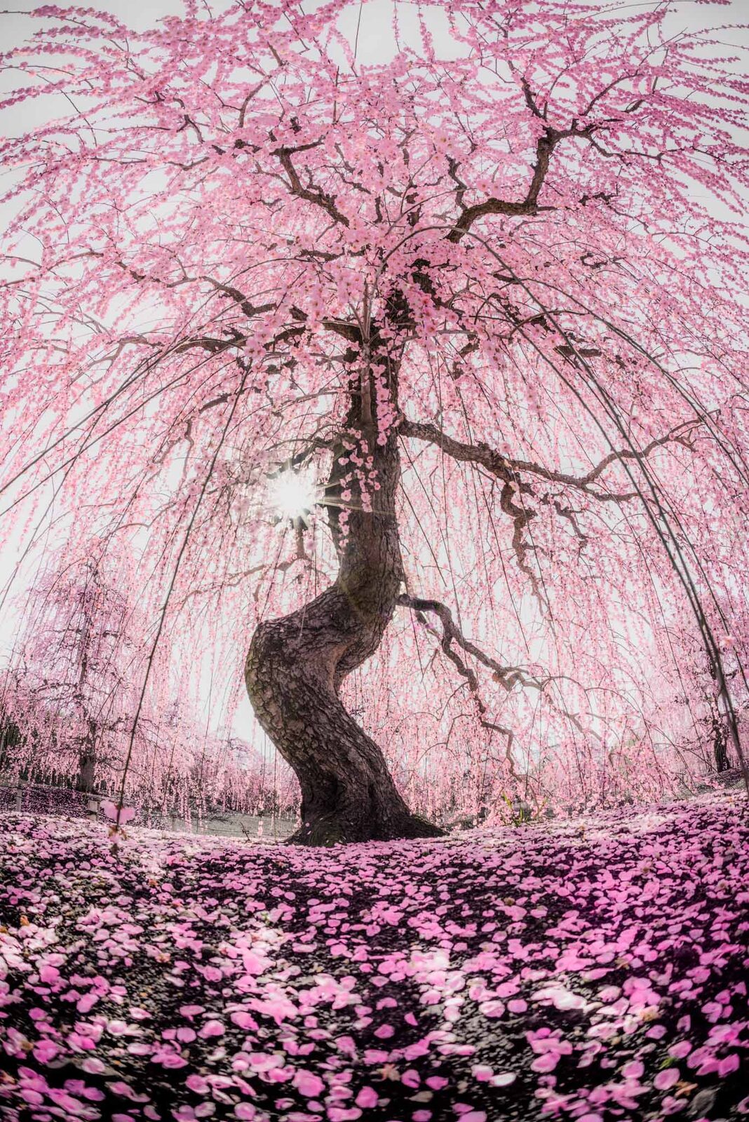 A lone weeping cherry tree in bloom