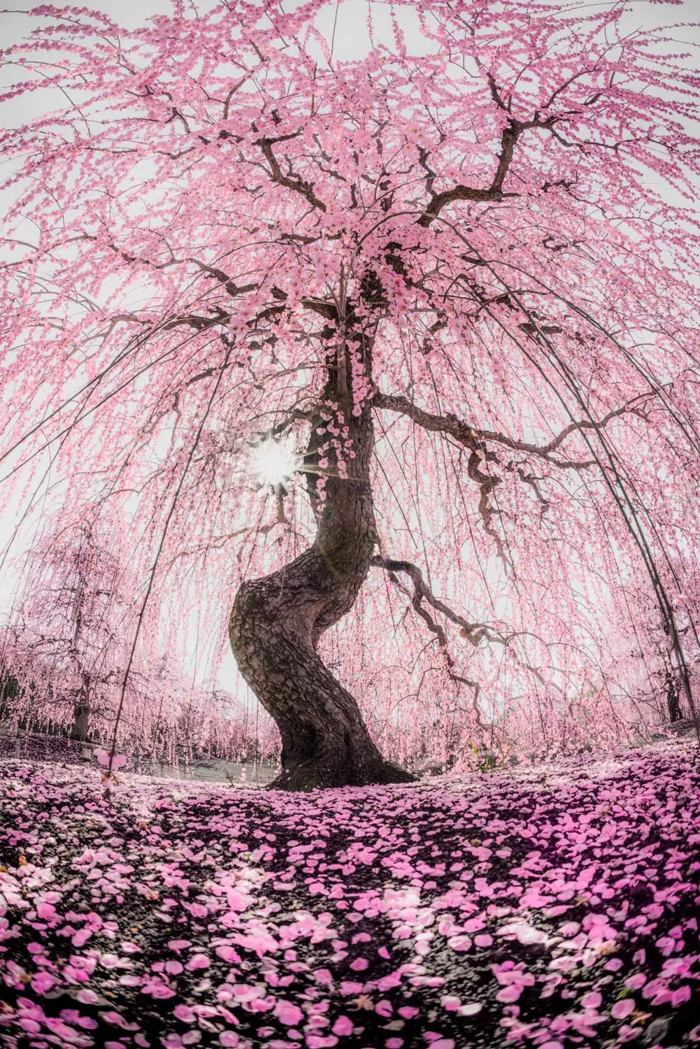 A lone weeping cherry tree in bloom